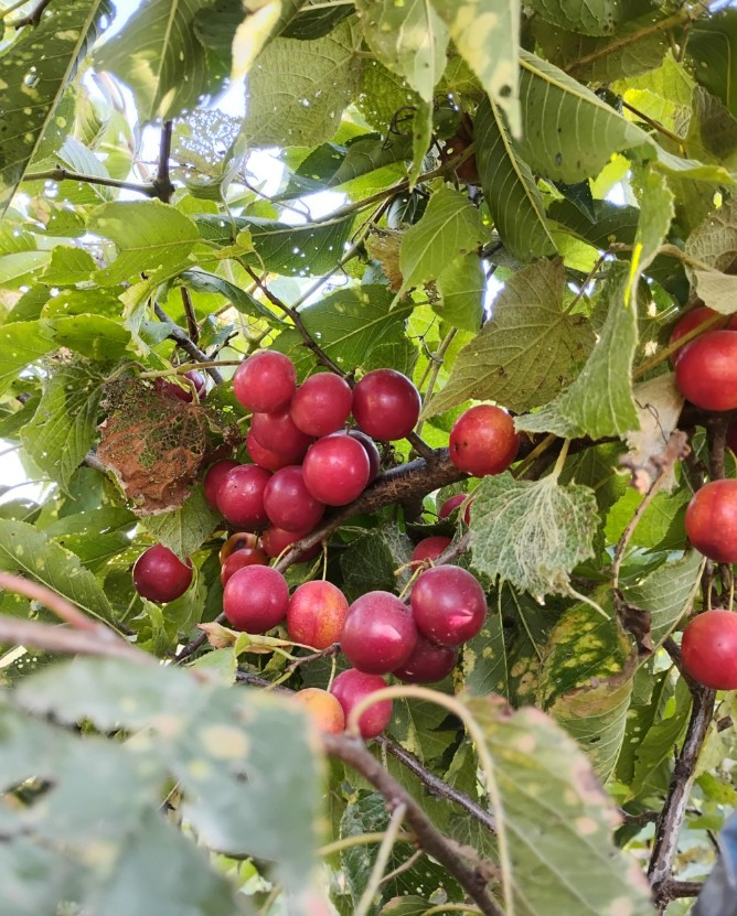 Wild Goose Plum - Image 2