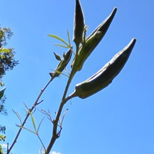 Okra