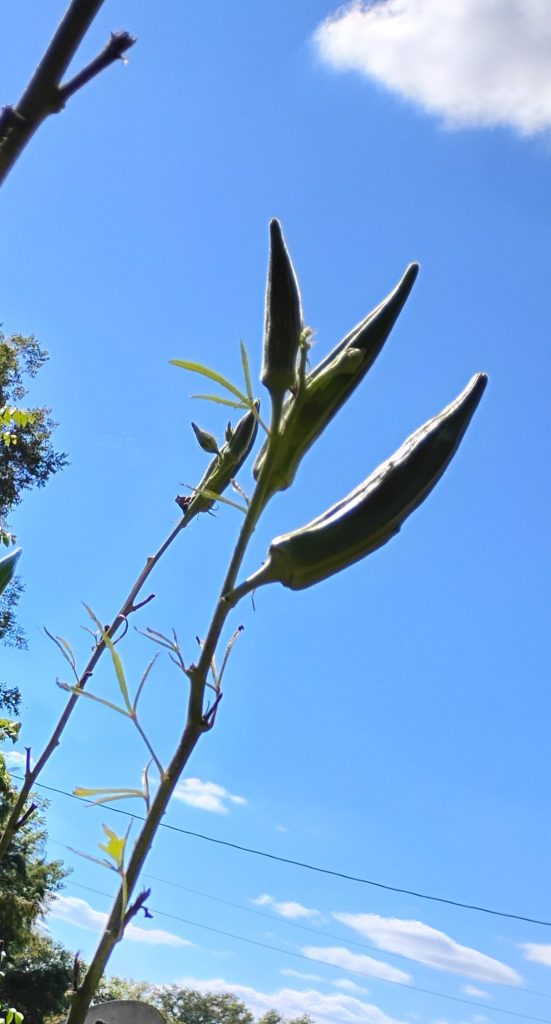 Okra