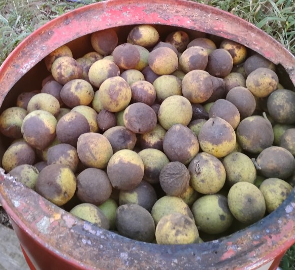 Black Walnut - Image 2