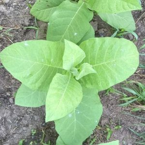 Nicotiana tabacum