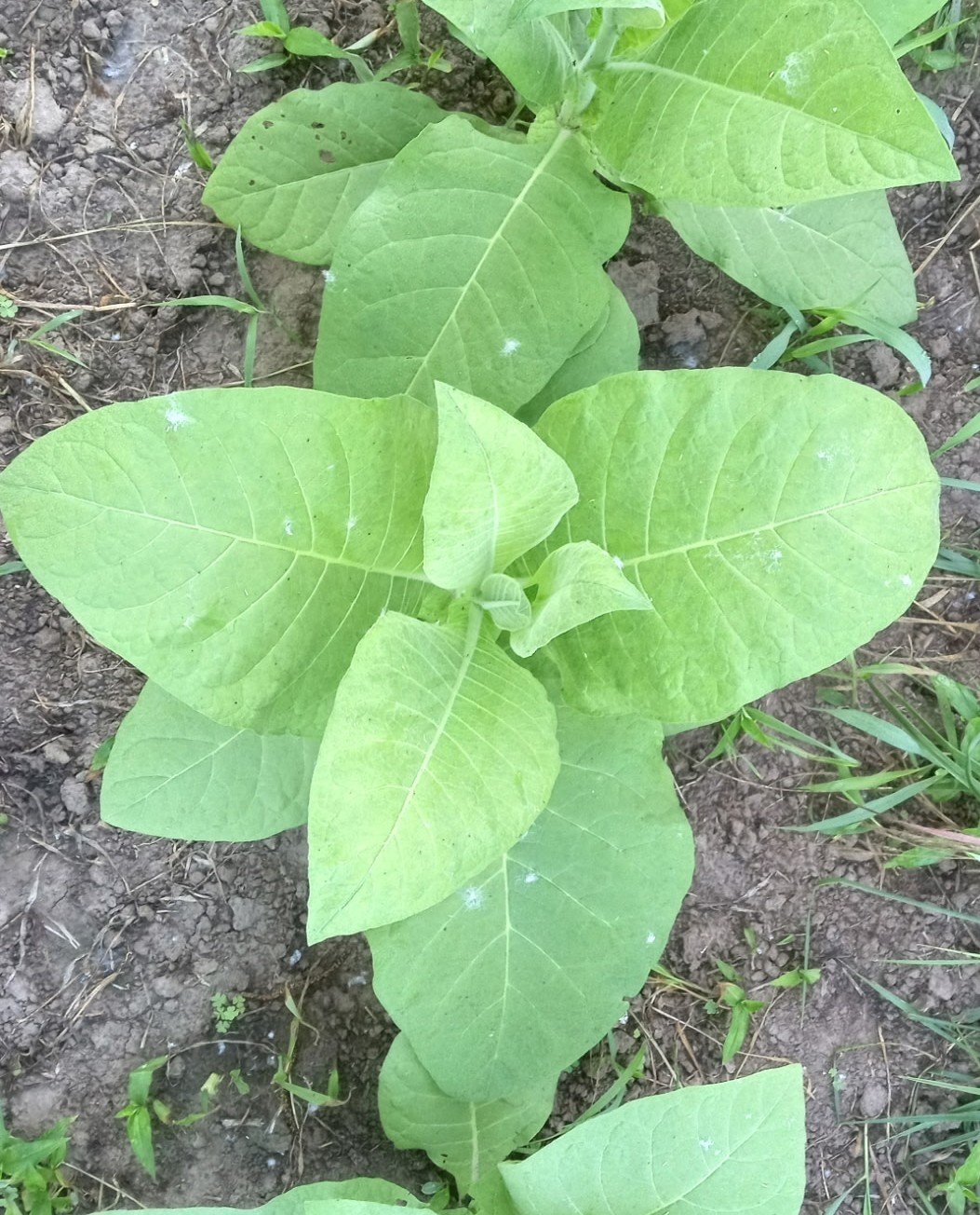 Nicotiana tabacum