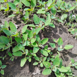 Lambsquarters