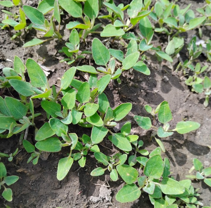 Lambsquarters