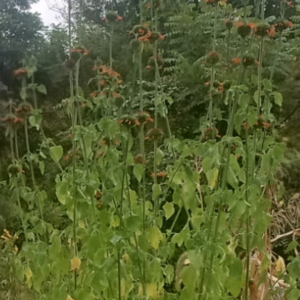Klip dagga (Leonotis nepetafolia)