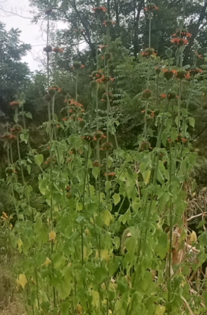 Klip dagga (Leonotis nepetafolia)