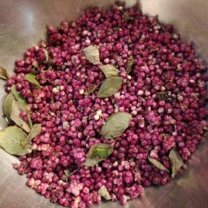 Coralberry (Symphoricarpos orbiculatus)