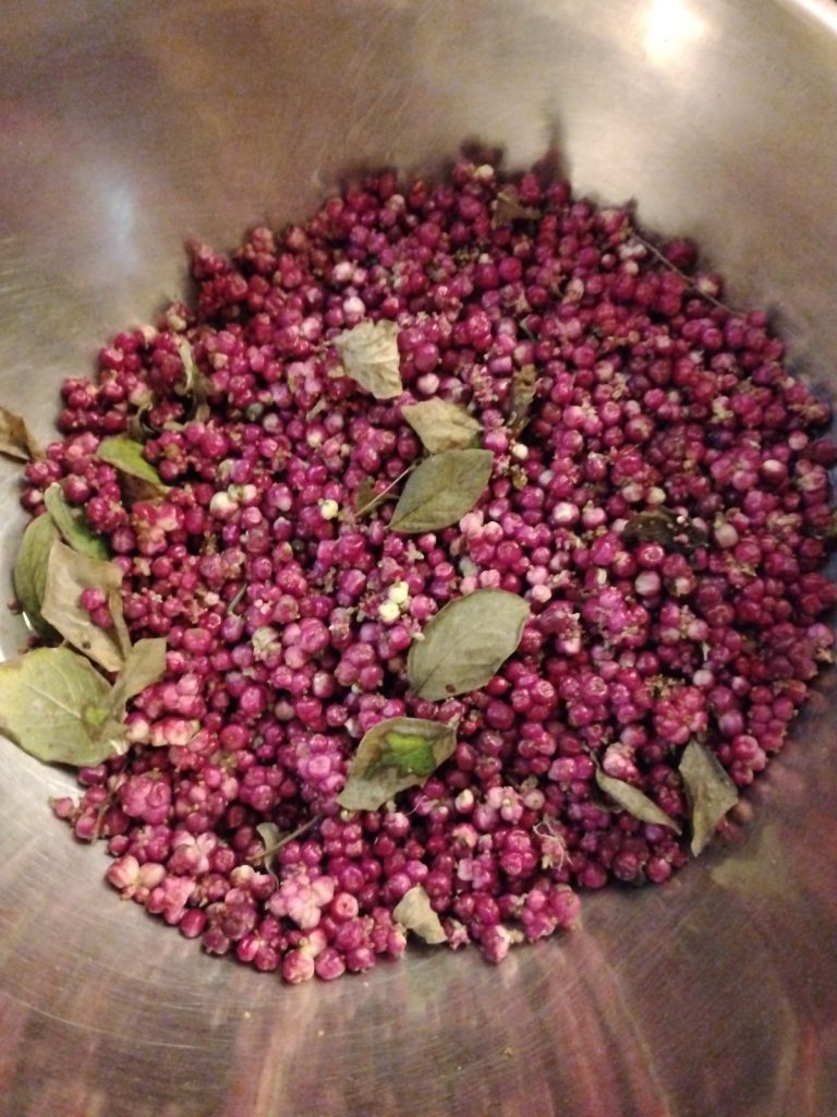 Coralberry (Symphoricarpos orbiculatus)