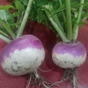 Turnip, Purple Top