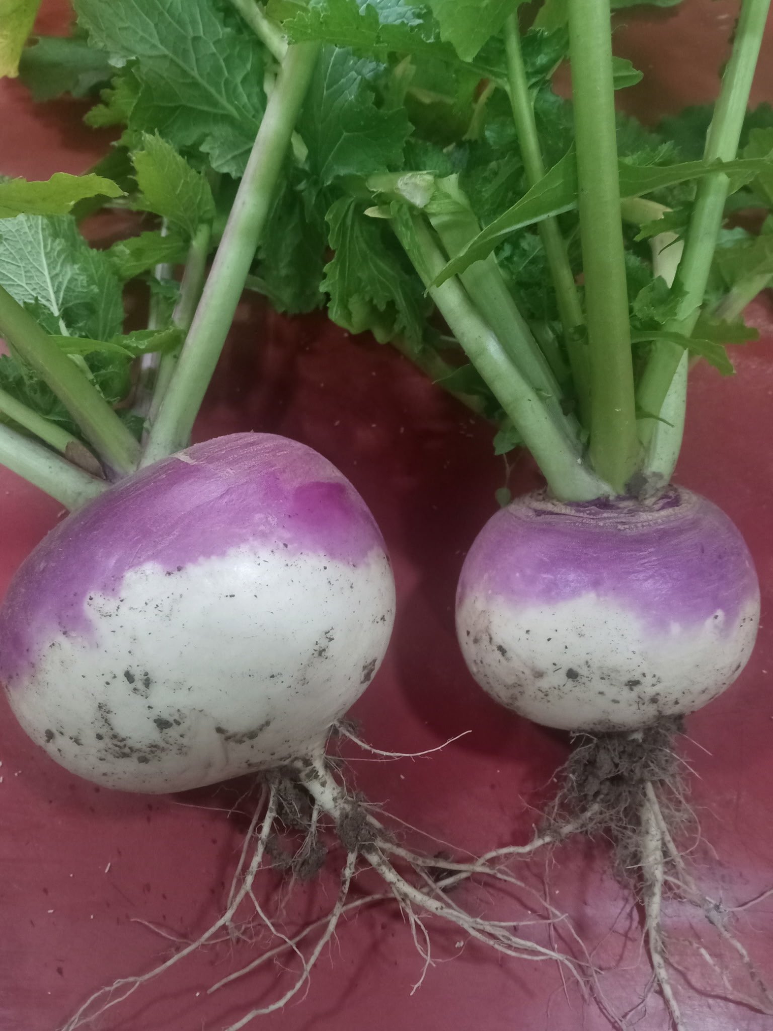 Turnip, Purple Top
