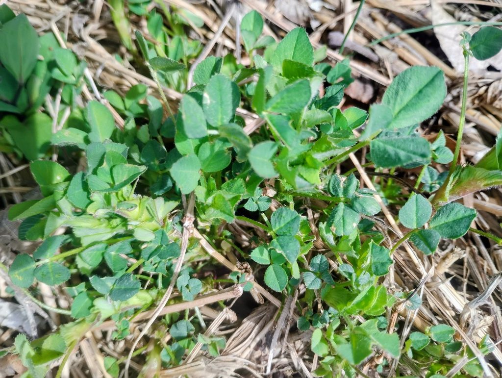 Alfalfa