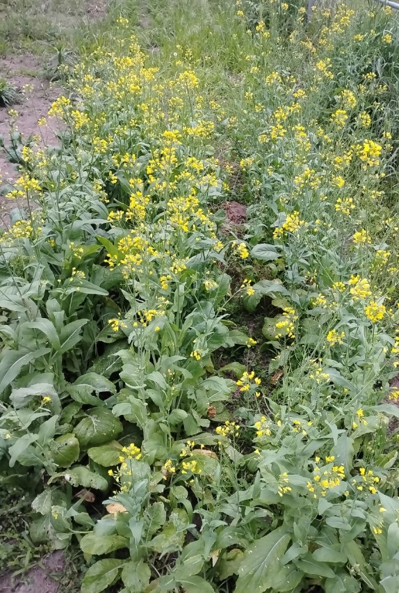 Mustard Spinach