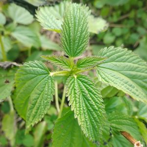 Stinging Nettle