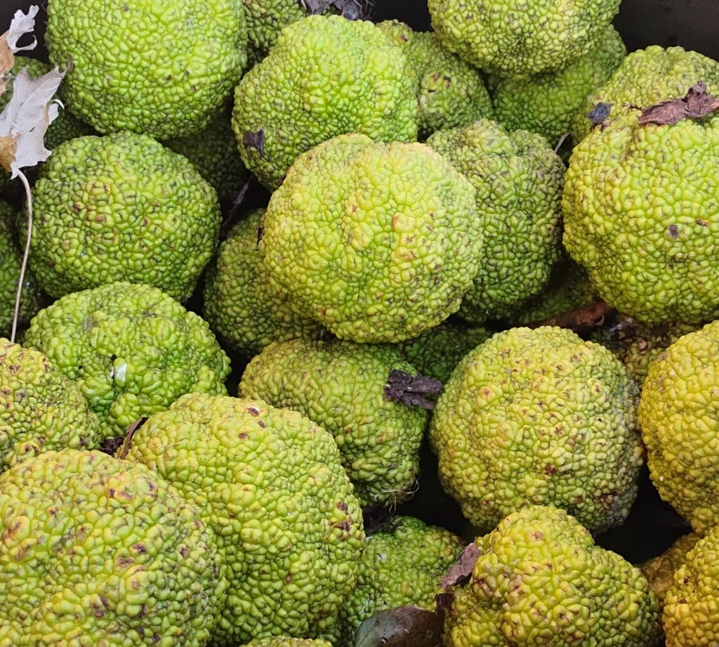 osage orange fruit
