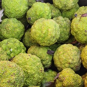 osage orange fruit