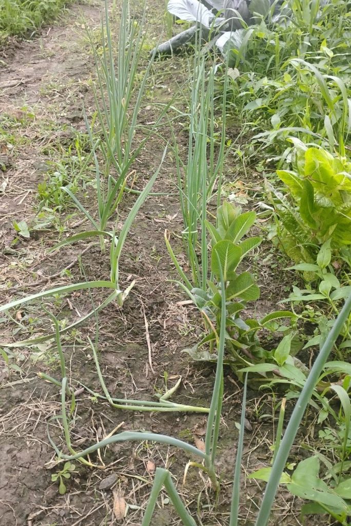 Onion, bunching