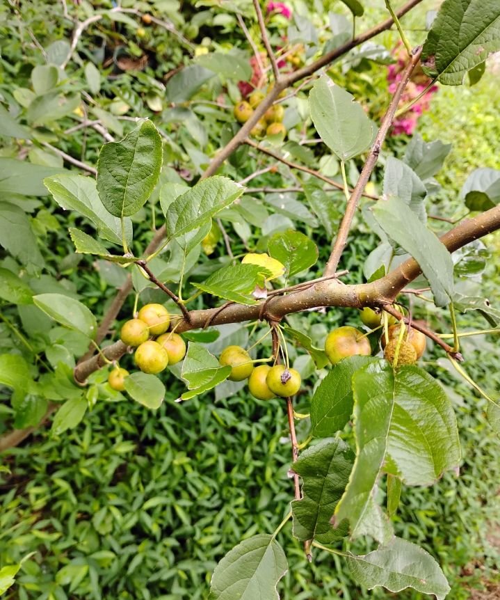 Masek Crab Apple