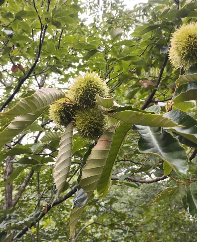 Chestnut