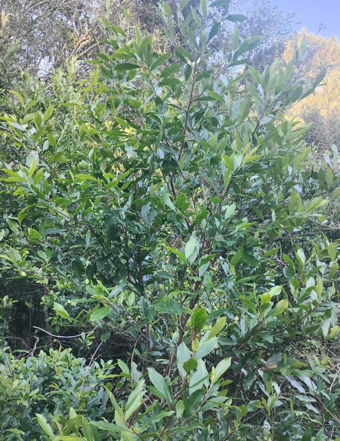 Carolina Cherry laurel