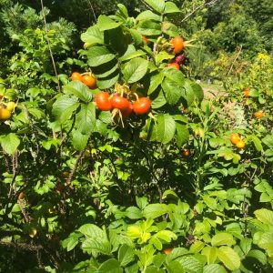 Rosa rugosa