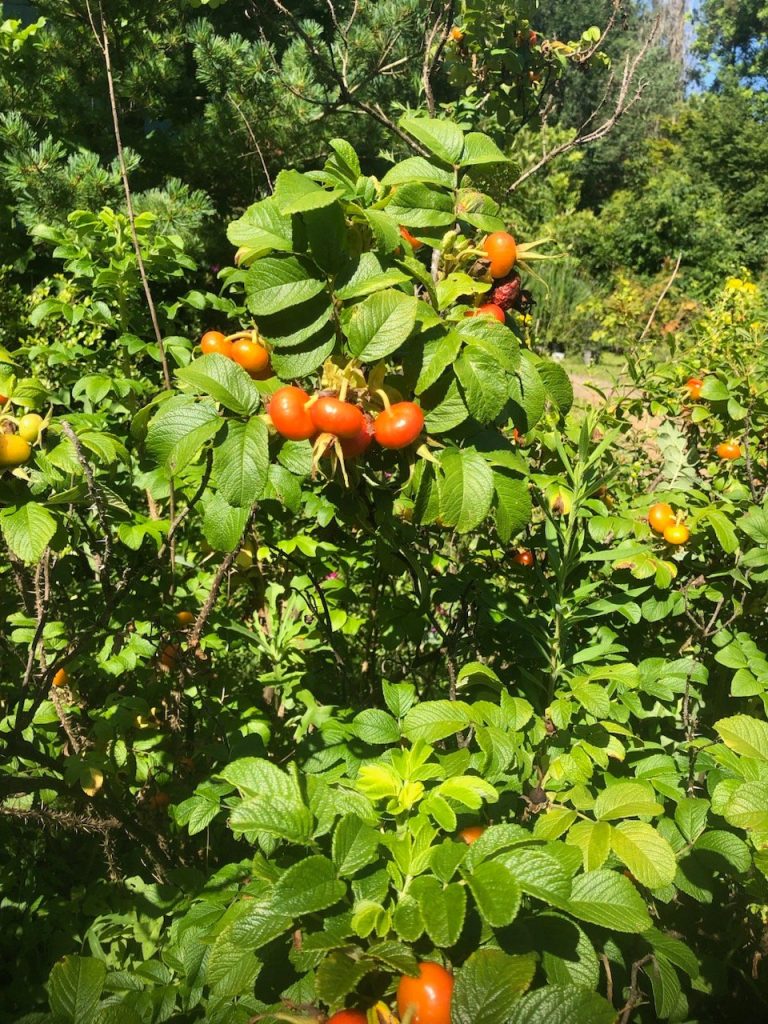 Rosa rugosa