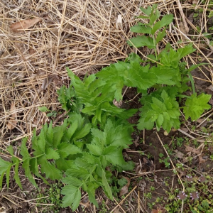 Parsnip, all american