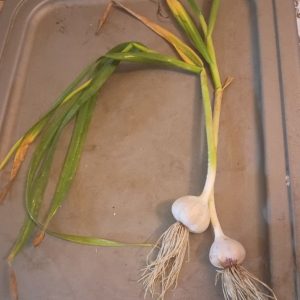 Kentucky Garlic