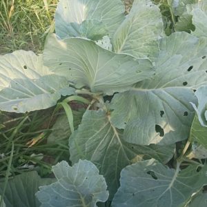Cabbage, Late Flat Dutch