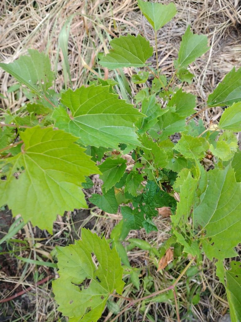 Grape seed