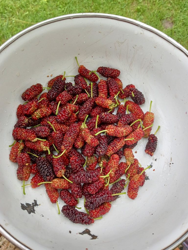 Mulberry, Red