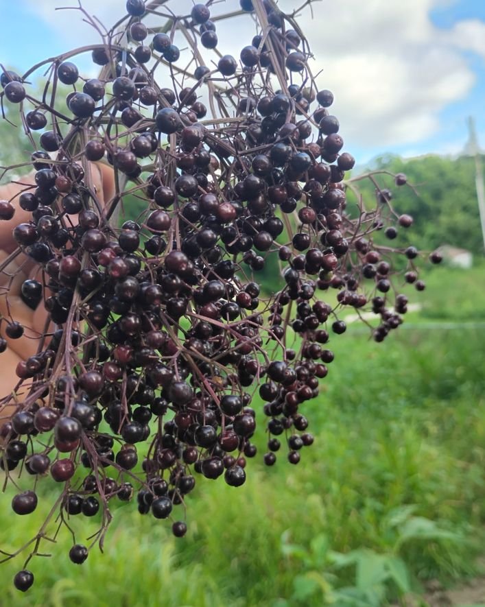 Elderberry