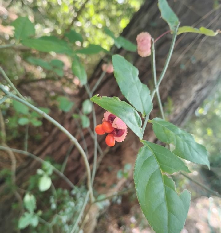 Euonymus americana (American Strawberry Bush)