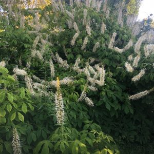 Buckeye, bottlebrush