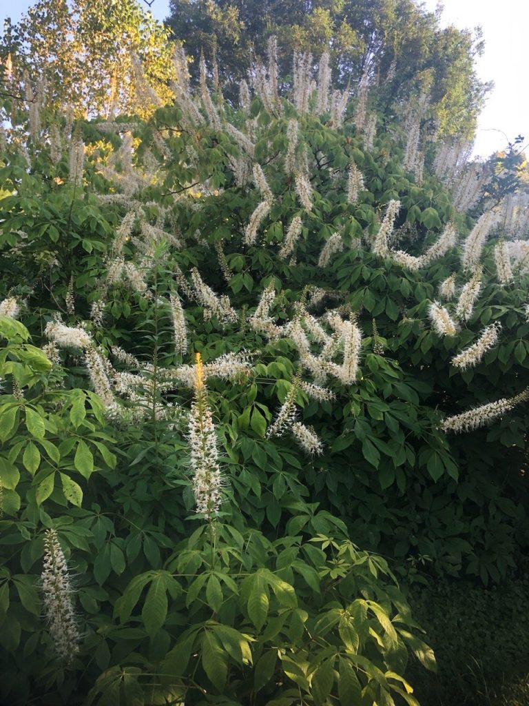 Buckeye, bottlebrush