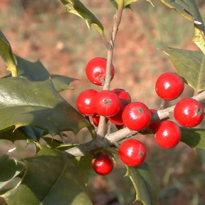 Holly, other