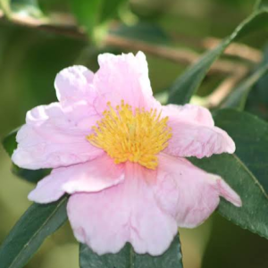 Camellia, hardy