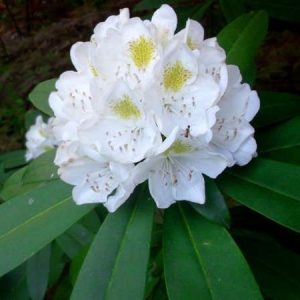 Rhododendrons