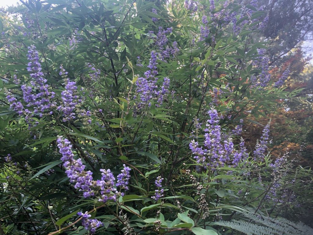 Vitex, Chaste Tree