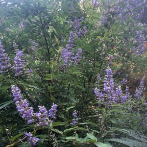 Vitex