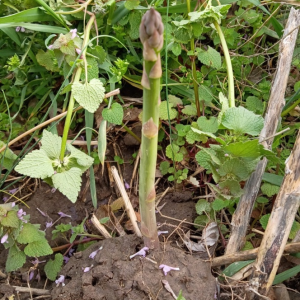 Asparagus