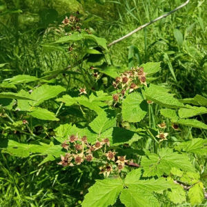 Black Raspberry