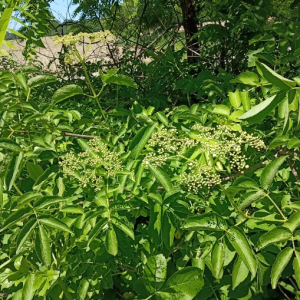 Elderberry