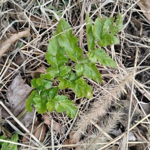 Parsnip, all american