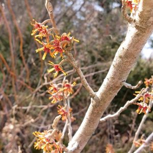 Witch Hazel