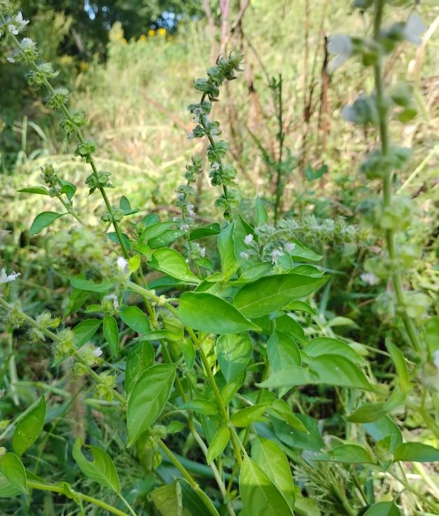 Basil, lime