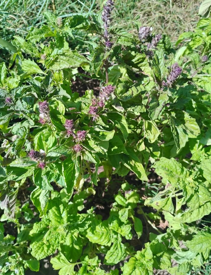 Basil, Sweet