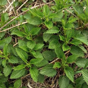 Stinging Nettle