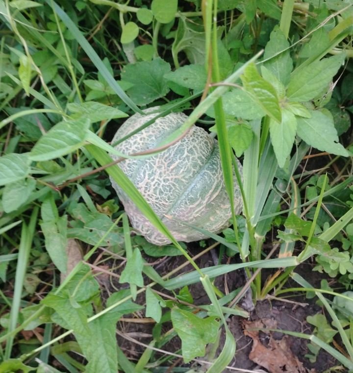 Cantaloupe, Schoons hardshell