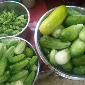 Cucumber, Pickling