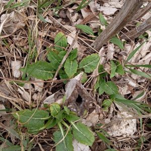 Silphium perfoliatum, Cup plant